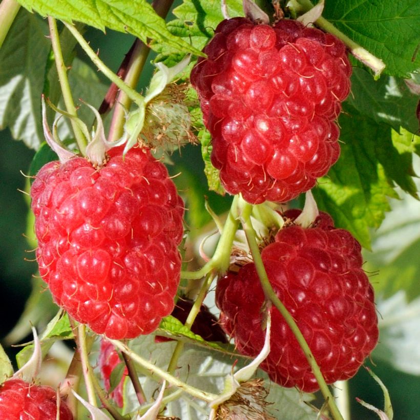 Himbeere Sanibelle (Harvest)