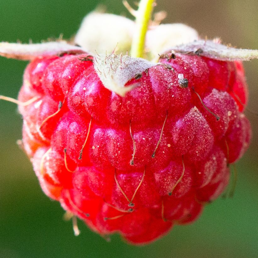 Himbeere September (Harvest)