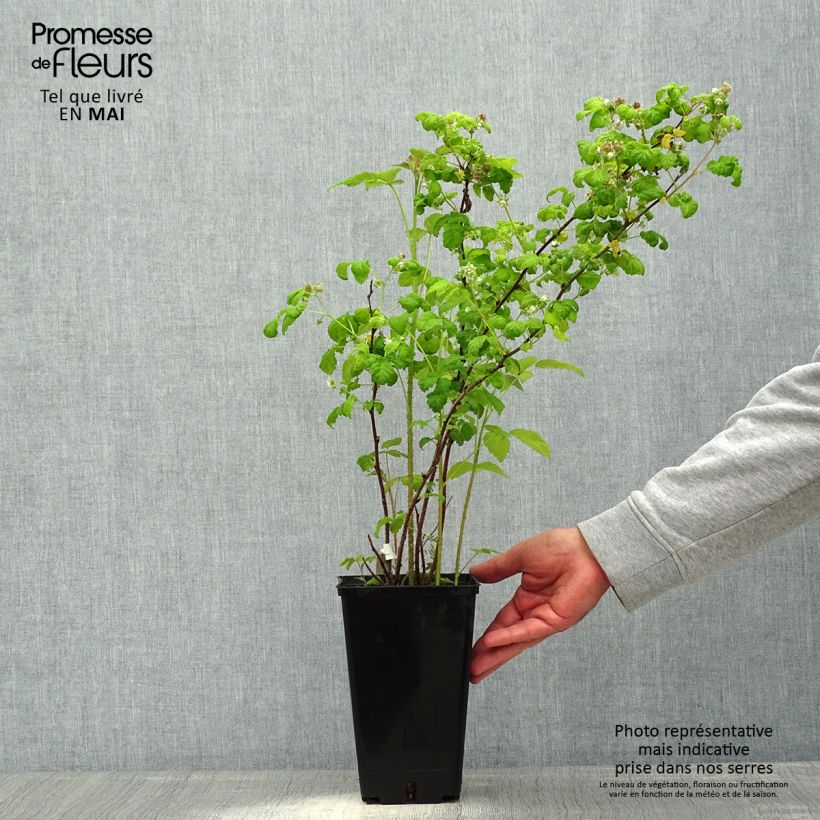 Exemplar von Himbeere September Topf mit 2L/3L, Strauch/Busch, mehrstämmig wie im Frühjahr geliefert