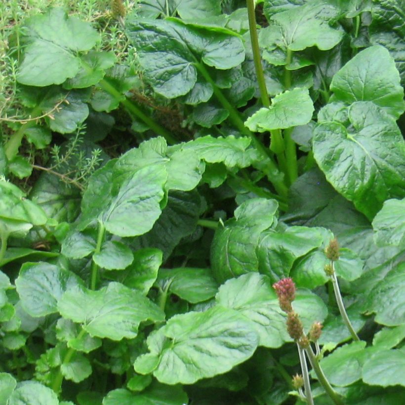 Francoa appendiculata - Brautkranz (Foliage)