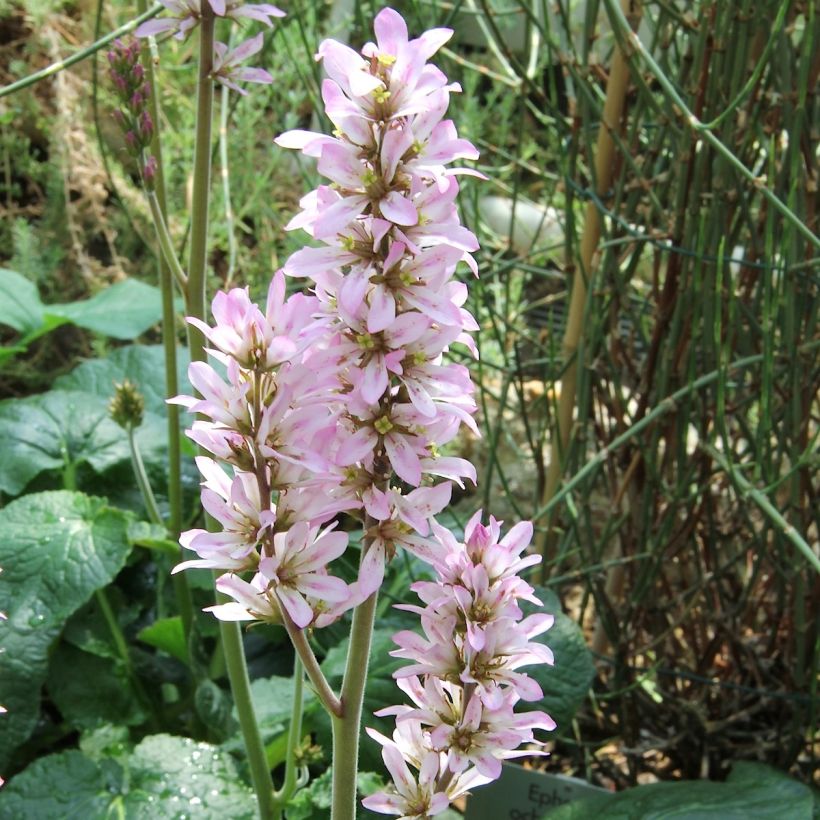 Francoa appendiculata - Brautkranz (Flowering)
