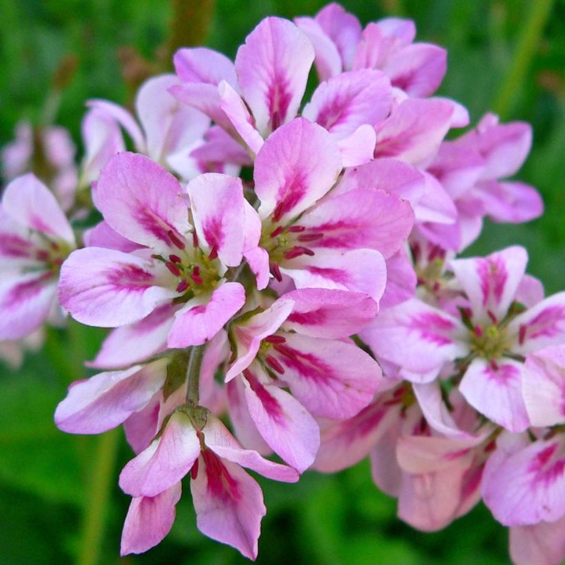 Francoa ramosa - Brautkranz (Flowering)