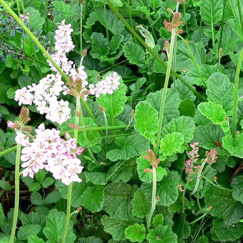 Francoa ramosa - Brautkranz (Plant habit)