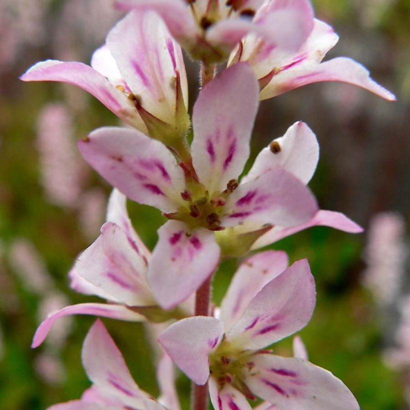 Francoa sonchifolia - Brautkranz (Flowering)