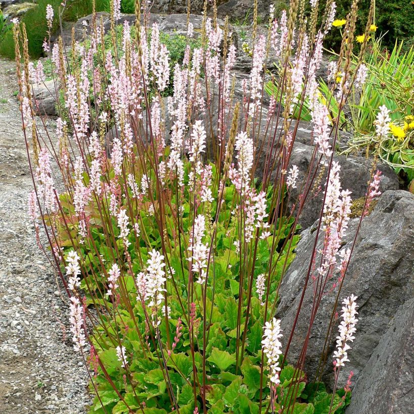 Francoa sonchifolia - Brautkranz (Plant habit)