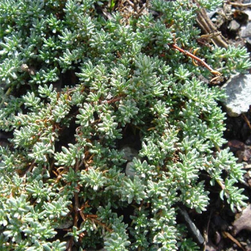 Frankenia laevis - Glatte Seeheide (Foliage)