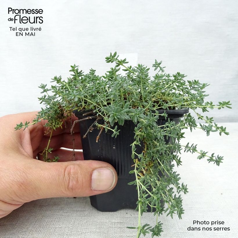 Exemplar von Frankenia laevis - Glatte Seeheide Kleine Töpfe von 8/9 cm wie im Frühjahr geliefert