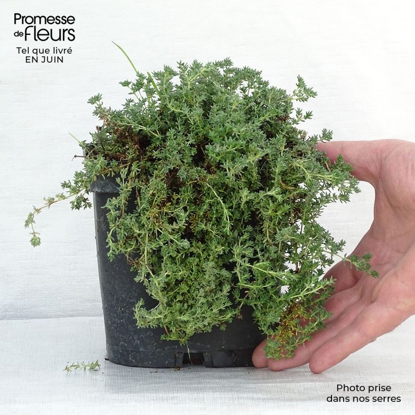 Example of Frankenia laevis - Glatte Seeheide Kleine Töpfe von 8/9 cm as you get in ete