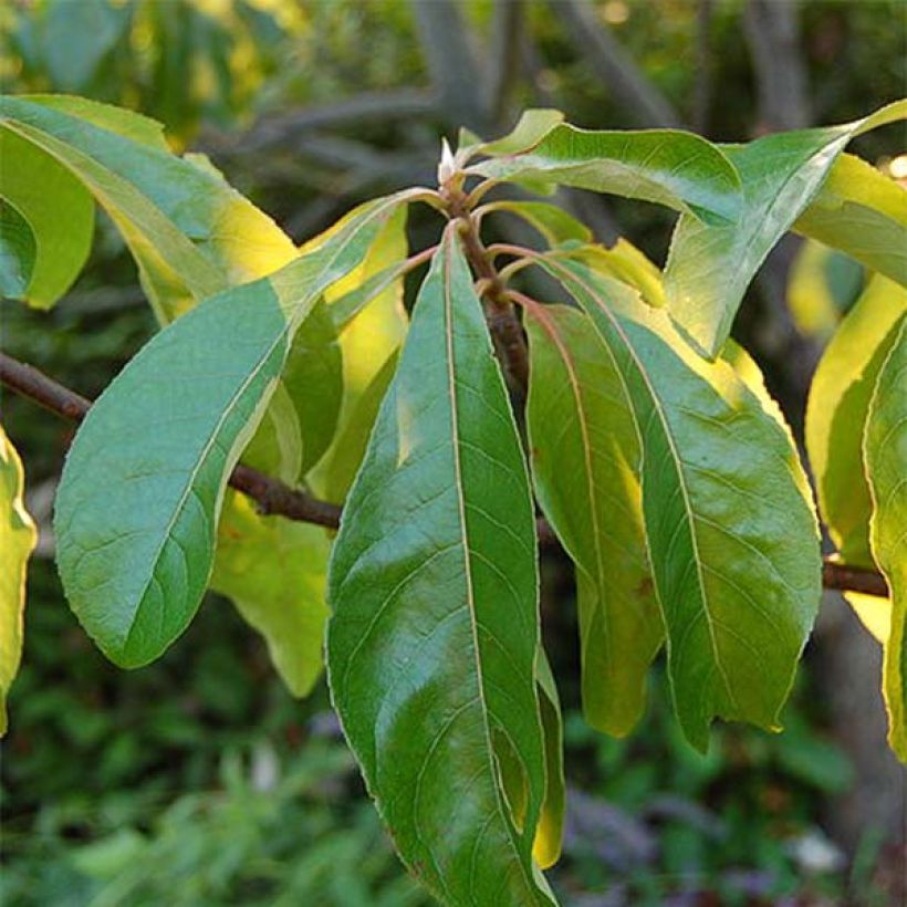 Franklinia alatamaha - Franklinie (Foliage)