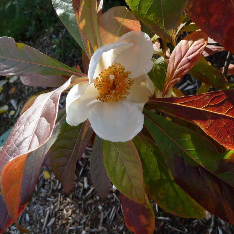 Franklinia alatamaha - Franklinie (Flowering)
