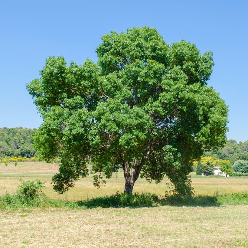 Schmalblättrige Esche - Fraxinus angustifolia (Plant habit)