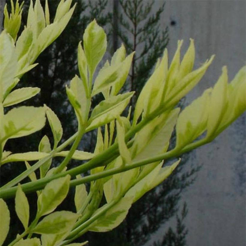 Schmalblättrige Esche Variegata - Fraxinus angustifolia (Foliage)