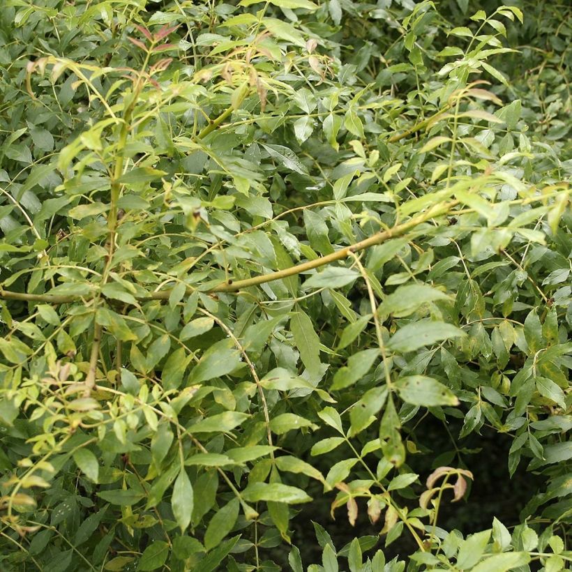 Gemeine Esche - Fraxinus excelsior (Foliage)