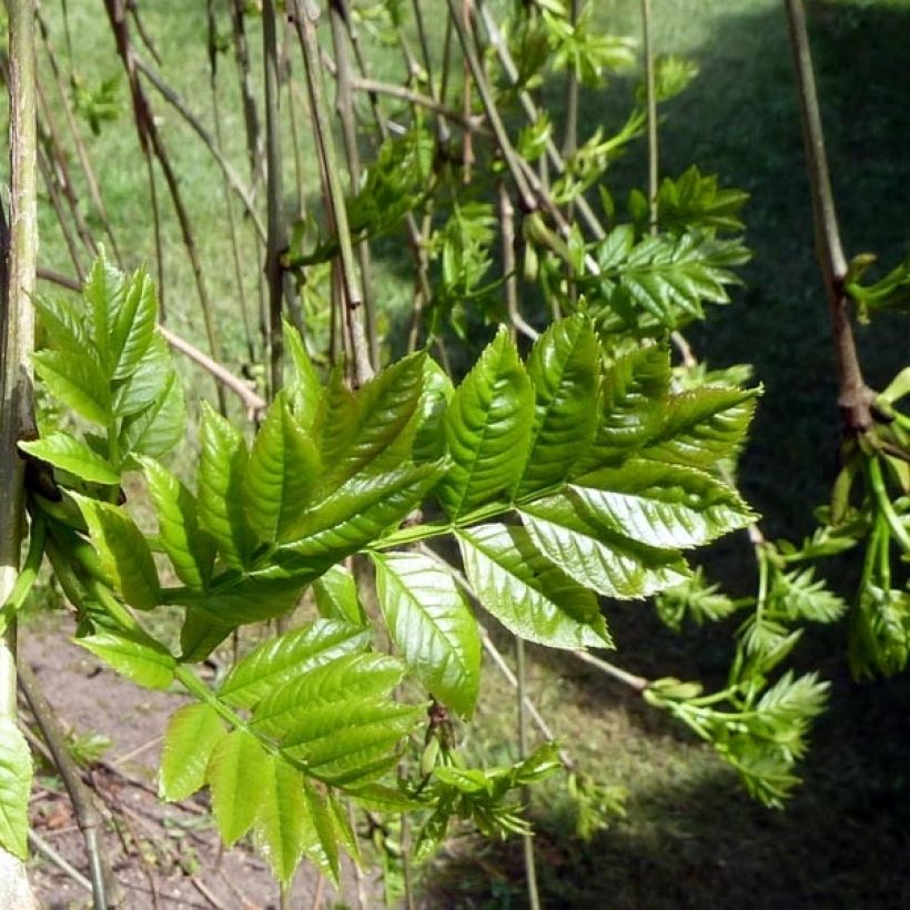 Gemeine Esche Pendula - Fraxinus excelsior (Foliage)