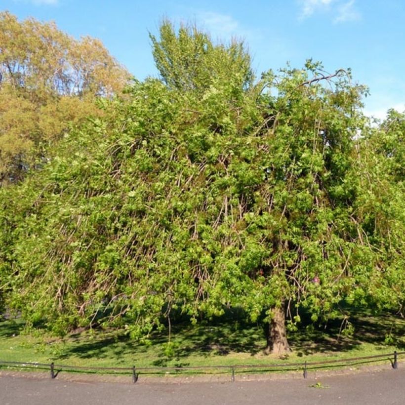 Gemeine Esche Pendula - Fraxinus excelsior (Plant habit)
