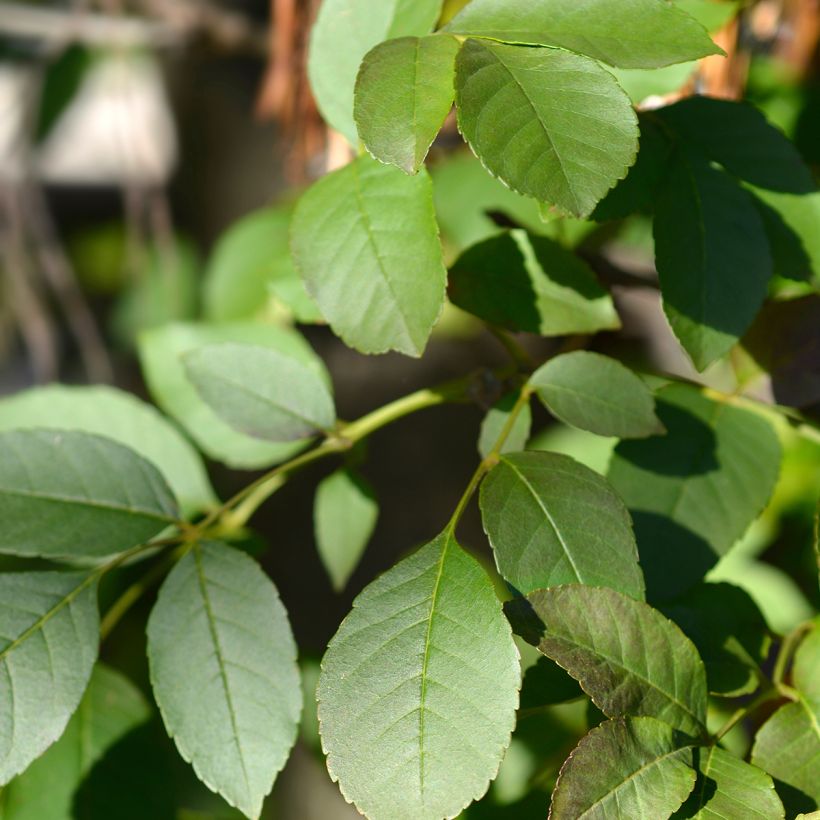Manna-Esche - Fraxinus ornus (Foliage)