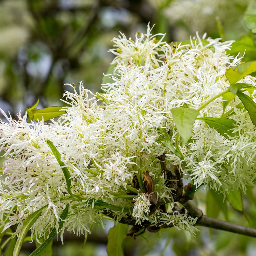 Manna-Esche - Fraxinus ornus (Flowering)