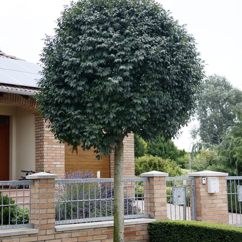 Fraxinus ornus Meczek - Blumenesche (Plant habit)