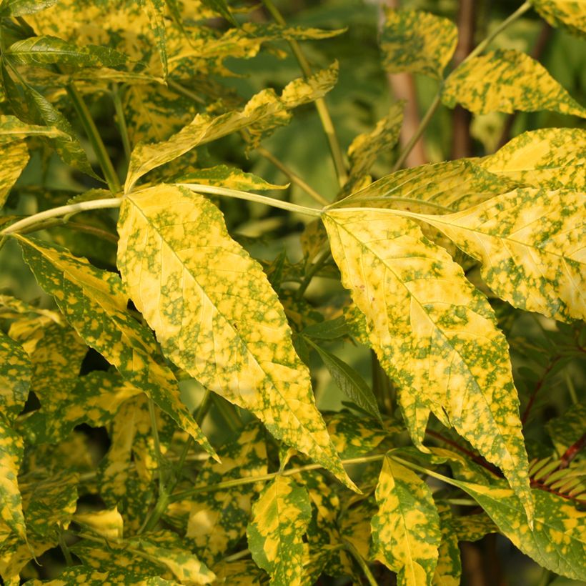 Fraxinus pennsylvanica Aucubifolia - Rot-Esche (Foliage)