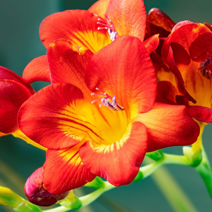 Freesia Simple Red (Flowering)
