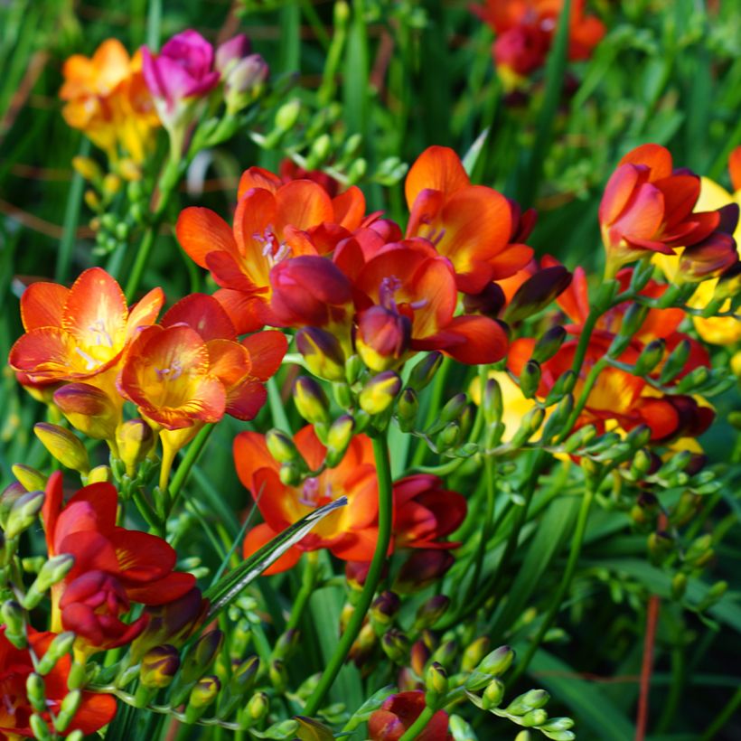 Freesia Simple Red (Plant habit)