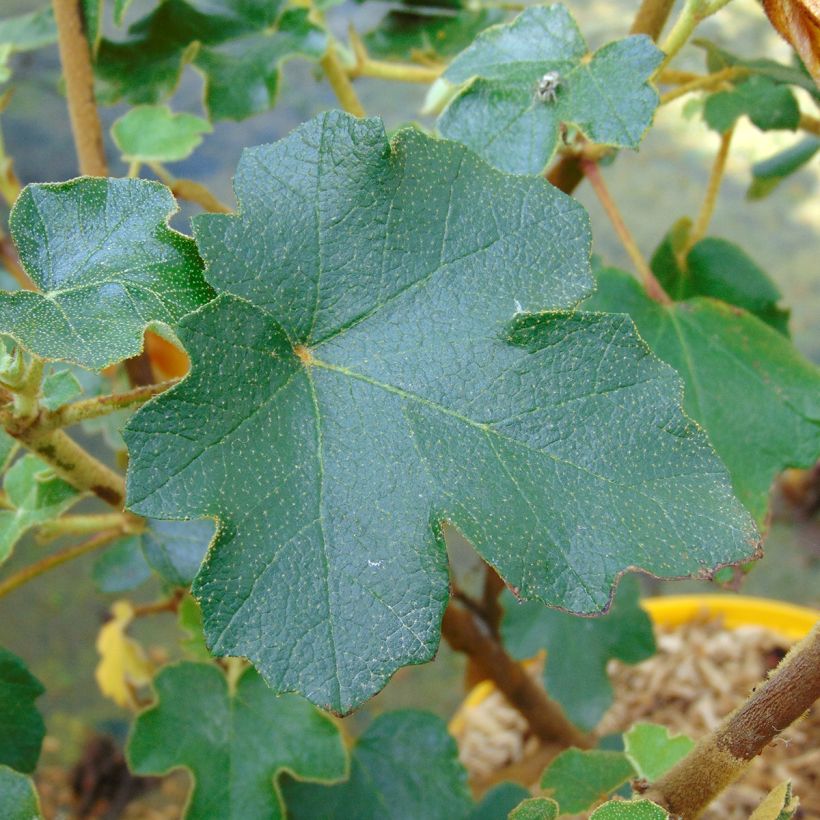 Fremontodendron californicum - Kalifornischer Flanellstrauch (Foliage)