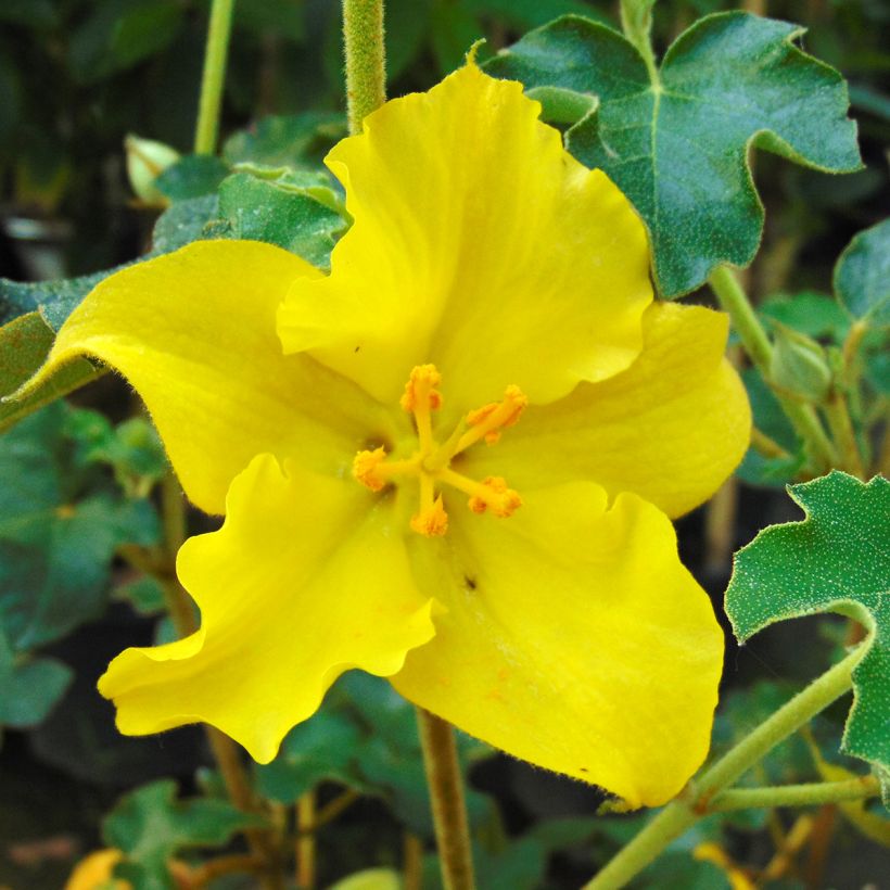 Fremontodendron californicum - Kalifornischer Flanellstrauch (Flowering)