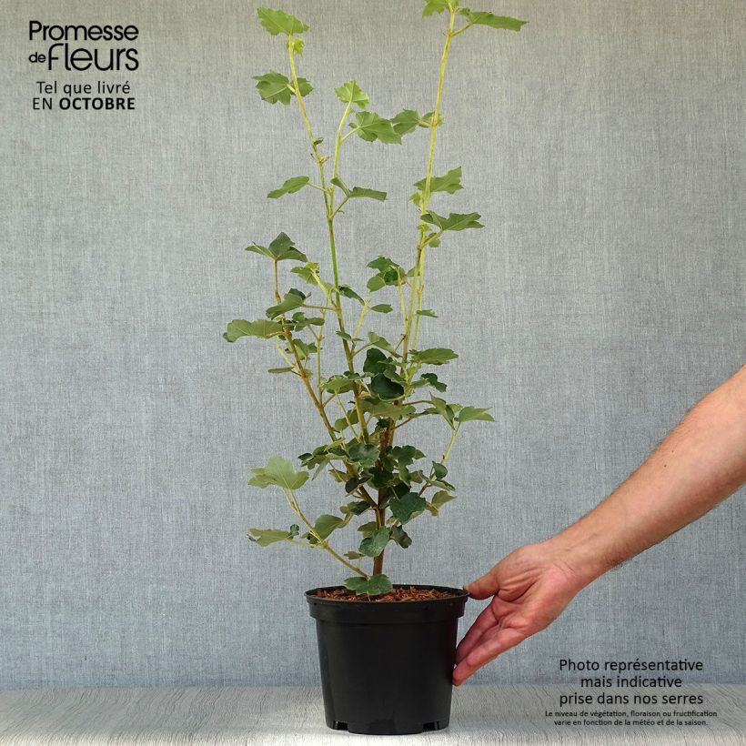 Example of Fremontodendron californicum - Kalifornischer Flanellstrauch Topf mit 2L/3L as you get in automne