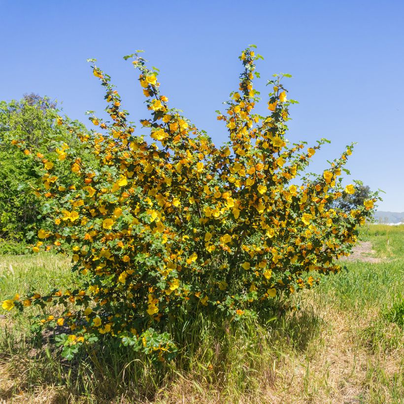 Fremontodendron californicum - Kalifornischer Flanellstrauch (Plant habit)
