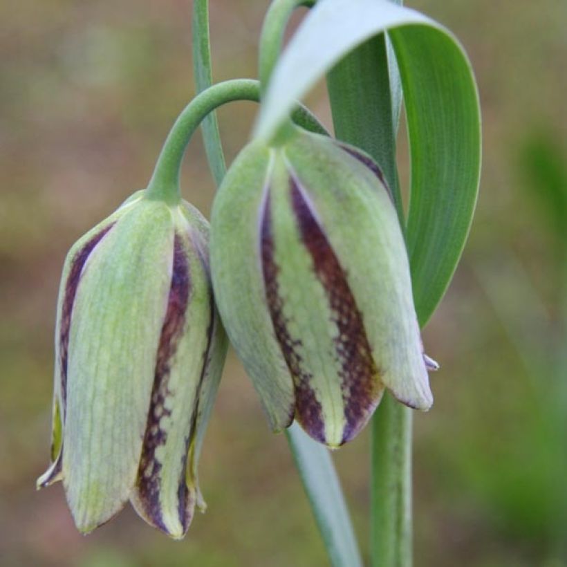 Fritillaria hermonis subsp. amana - Schachblume (Flowering)