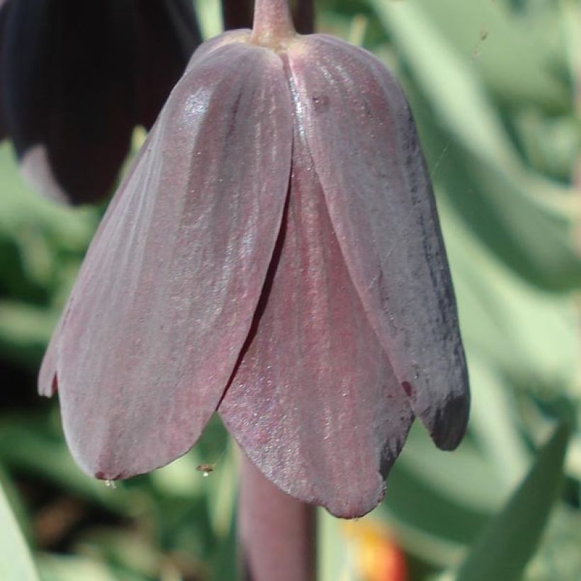 Persische Kaiserkrone Adiyaman - Fritillaria persica (Flowering)