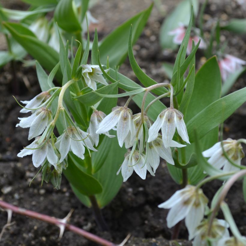 Fritillaria bucharica - Buchara-Fritillarie (Plant habit)
