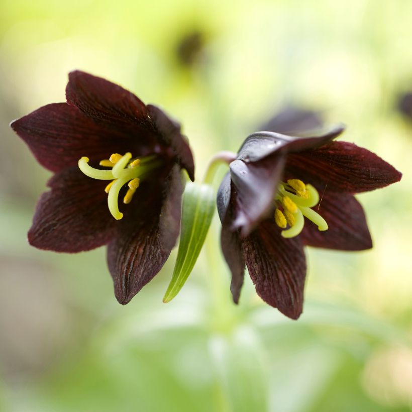 Fritillaria camschatcensis - Schatten-Schachblume (Flowering)