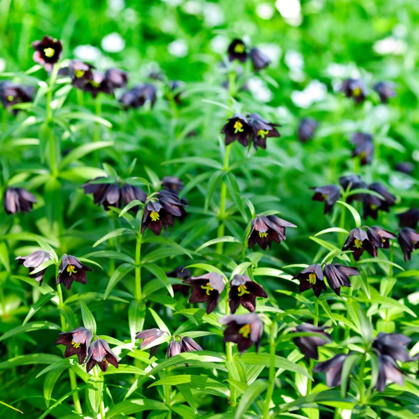 Fritillaria camschatcensis - Schatten-Schachblume (Plant habit)