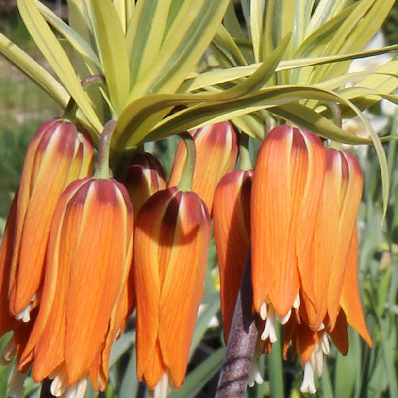 Kaiserkrone Argentea Variegata - Fritillaria imperialis (Flowering)