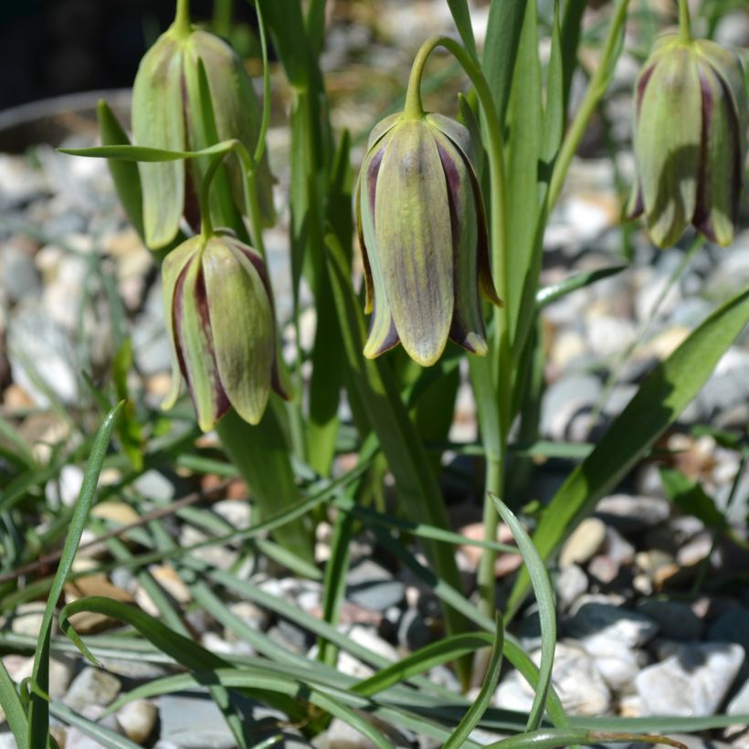 Fritillaria hermonis subsp. amana - Schachblume (Plant habit)