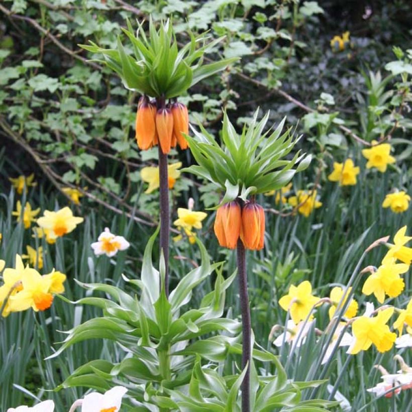 Kaiserkrone Prolifera - Fritillaria imperialis (Plant habit)