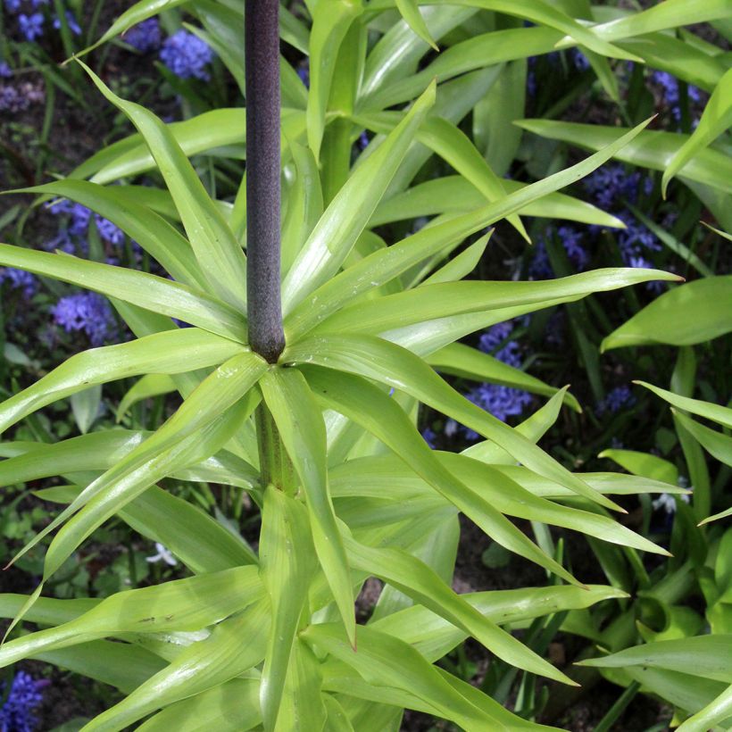 Kaiserkrone Orange Beauty - Fritillaria imperialis (Foliage)