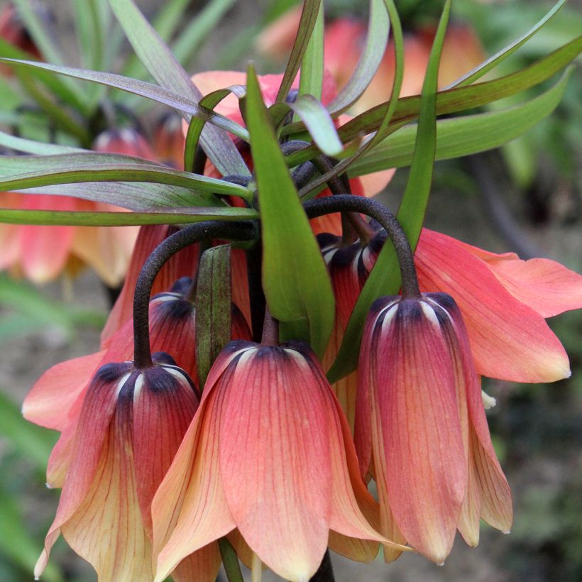 Kaiserkrone Orange Beauty - Fritillaria imperialis (Flowering)