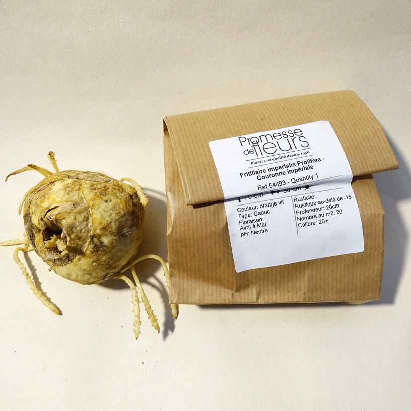 Example of Kaiserkrone Prolifera - Fritillaria imperialis Zwiebel size 20+ as you get