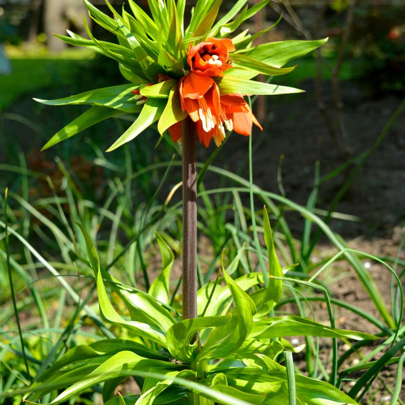 Kaiserkrone Rubra - Fritillaria imperialis (Plant habit)
