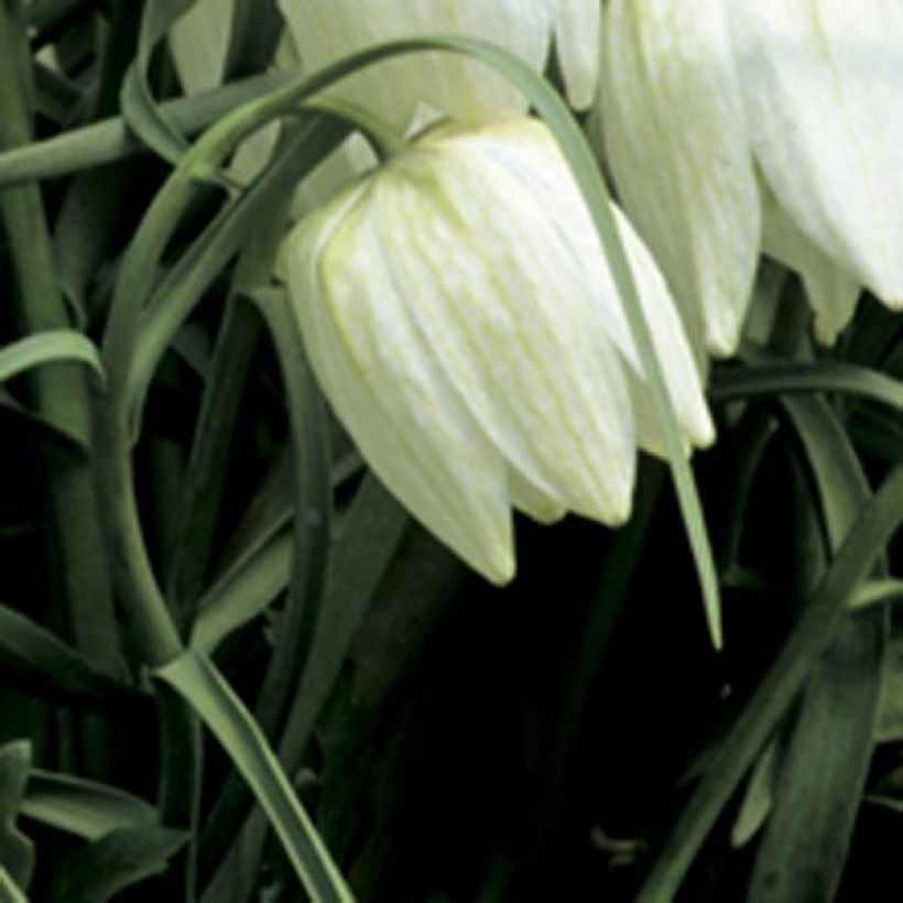 Fritillaria meleagris Alba - Schachblume (Flowering)