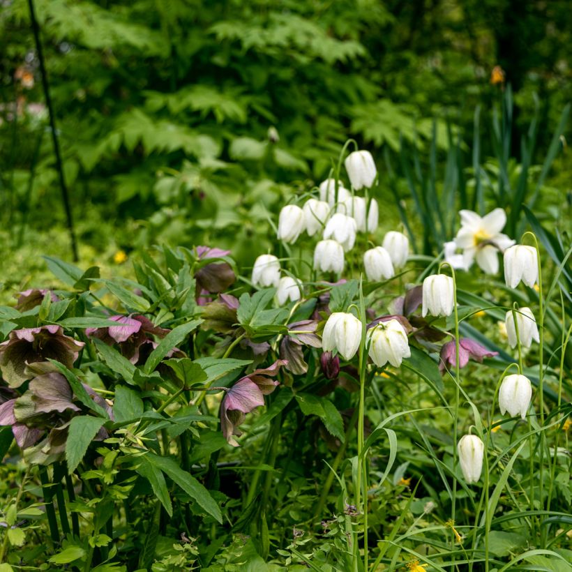 Fritillaria meleagris Alba - Schachblume (Plant habit)