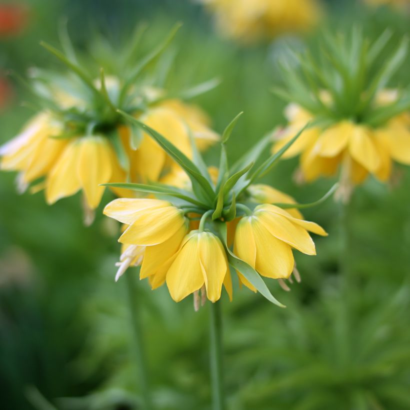 Kaiserkrone Lutea - Fritillaria imperialis (Flowering)