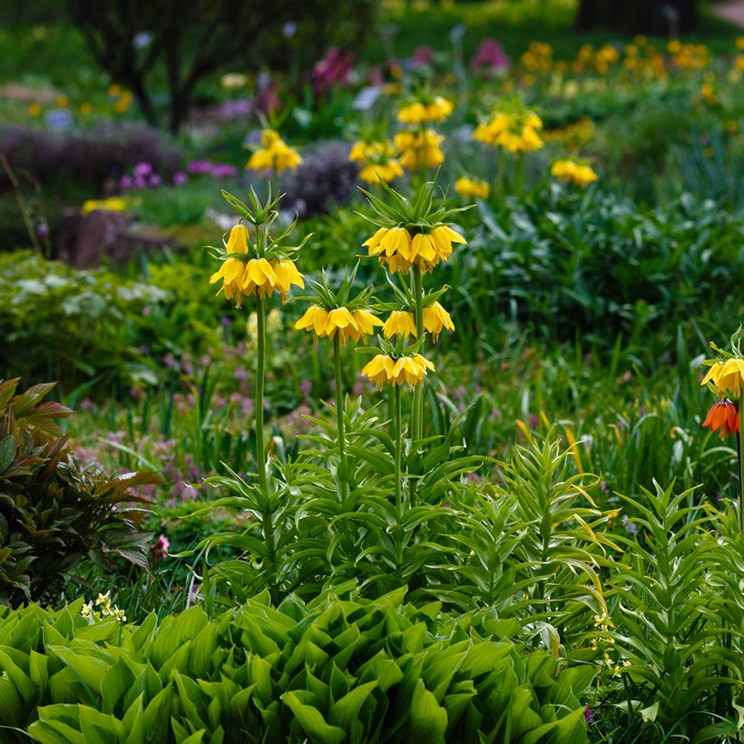 Kaiserkrone Lutea - Fritillaria imperialis (Plant habit)