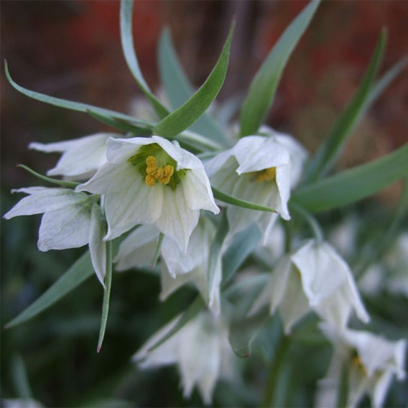 Fritillaria bucharica - Buchara-Fritillarie (Flowering)