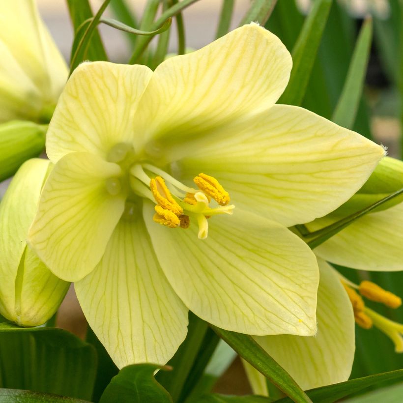 Fritillaria raddeana - Zwerg-Kaiserkrone (Flowering)