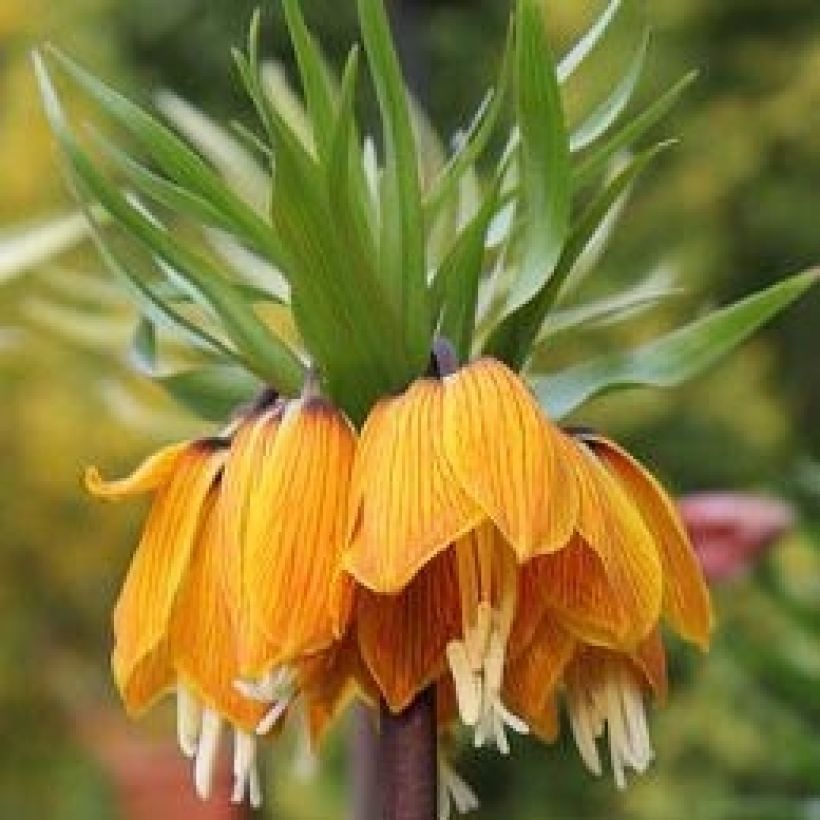 Kaiserkrone Striped Beauty - Fritillaria imperialis (Flowering)