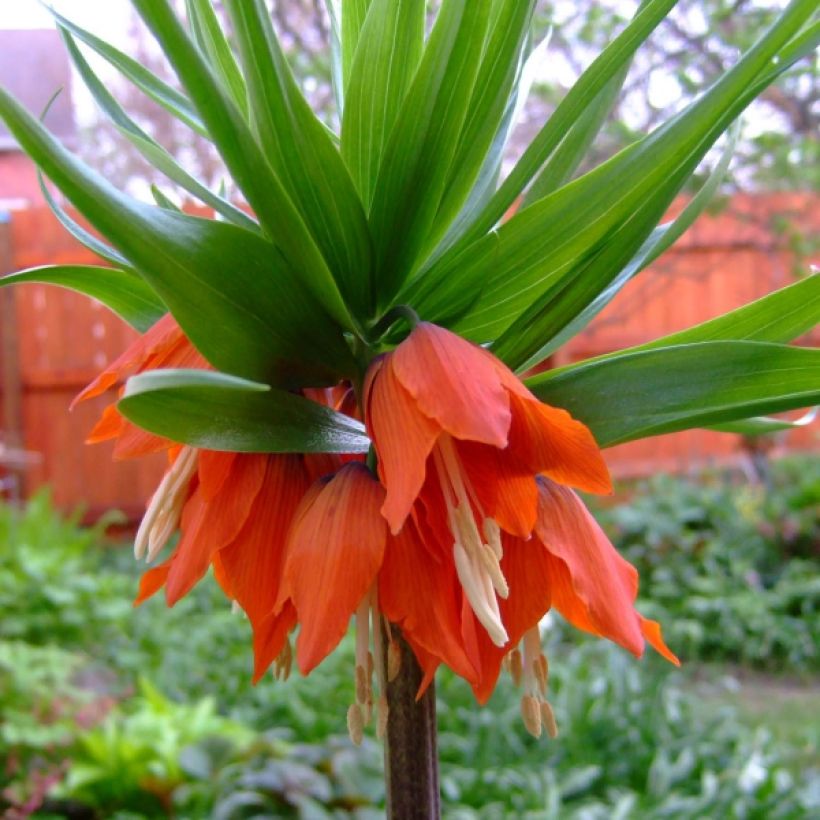 Kaiserkrone Rubra - Fritillaria imperialis (Flowering)