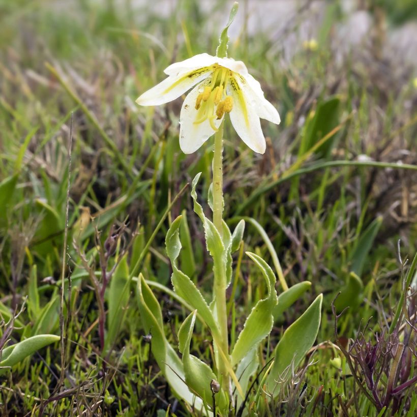 Fritillaria liliacea (Foliage)